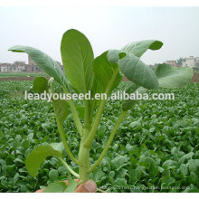 MCS04 Yexi 40 days high yield green choy sum seeds